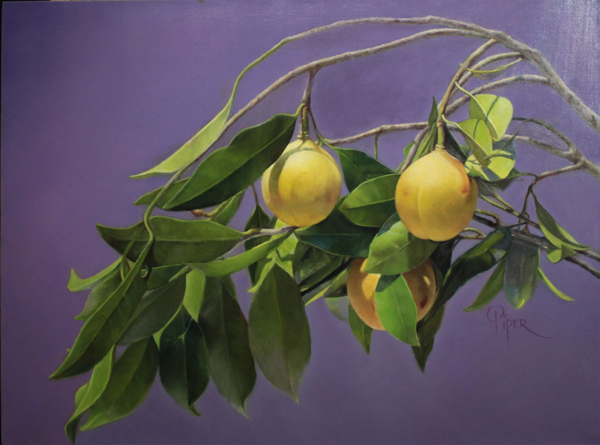 Marsha Whitesides Piper