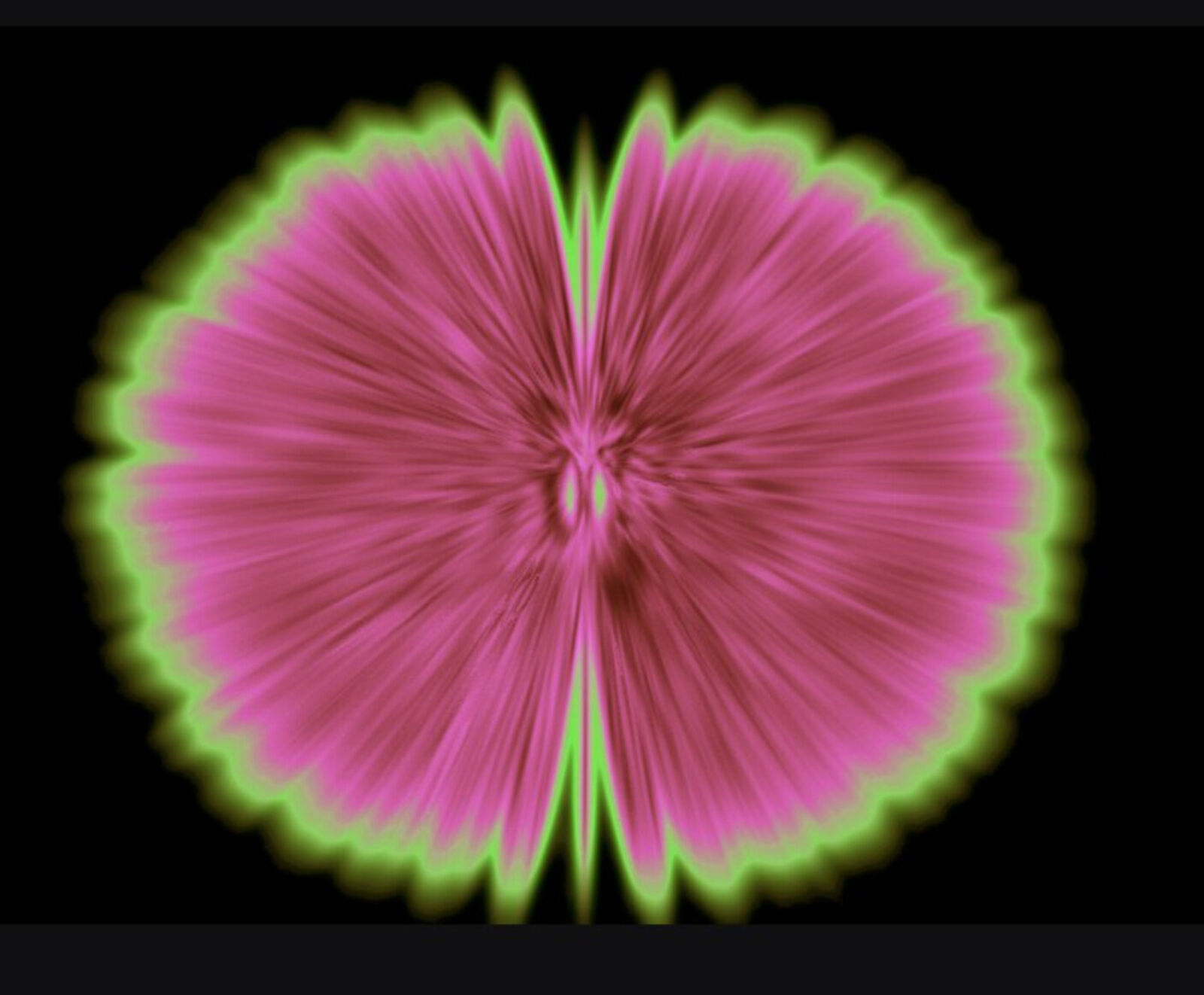 A pink and green flower on a black background.