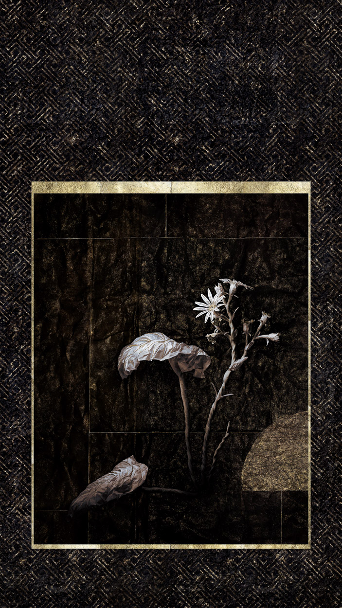 Winter Tsuwabuki by Alessio Fangano, 2020