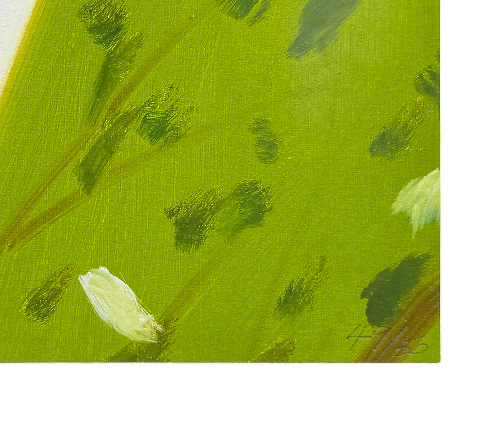 Perry (from White Shirt)