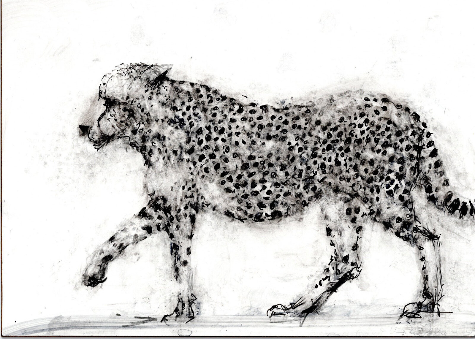 A black and white drawing of a cheetah.