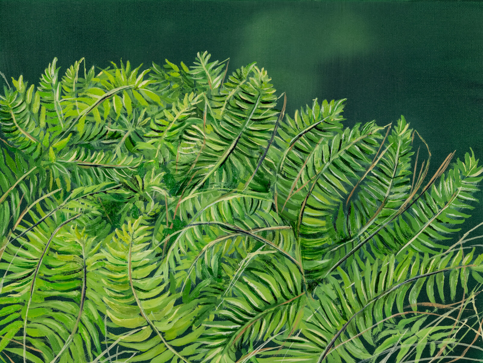 Fern Study by Allison Green, 2022
