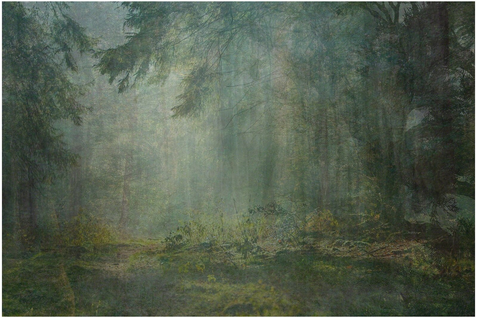 Nine Years out of a Death Row Sentence (Forest) by Amy Elkins, 2009-2016