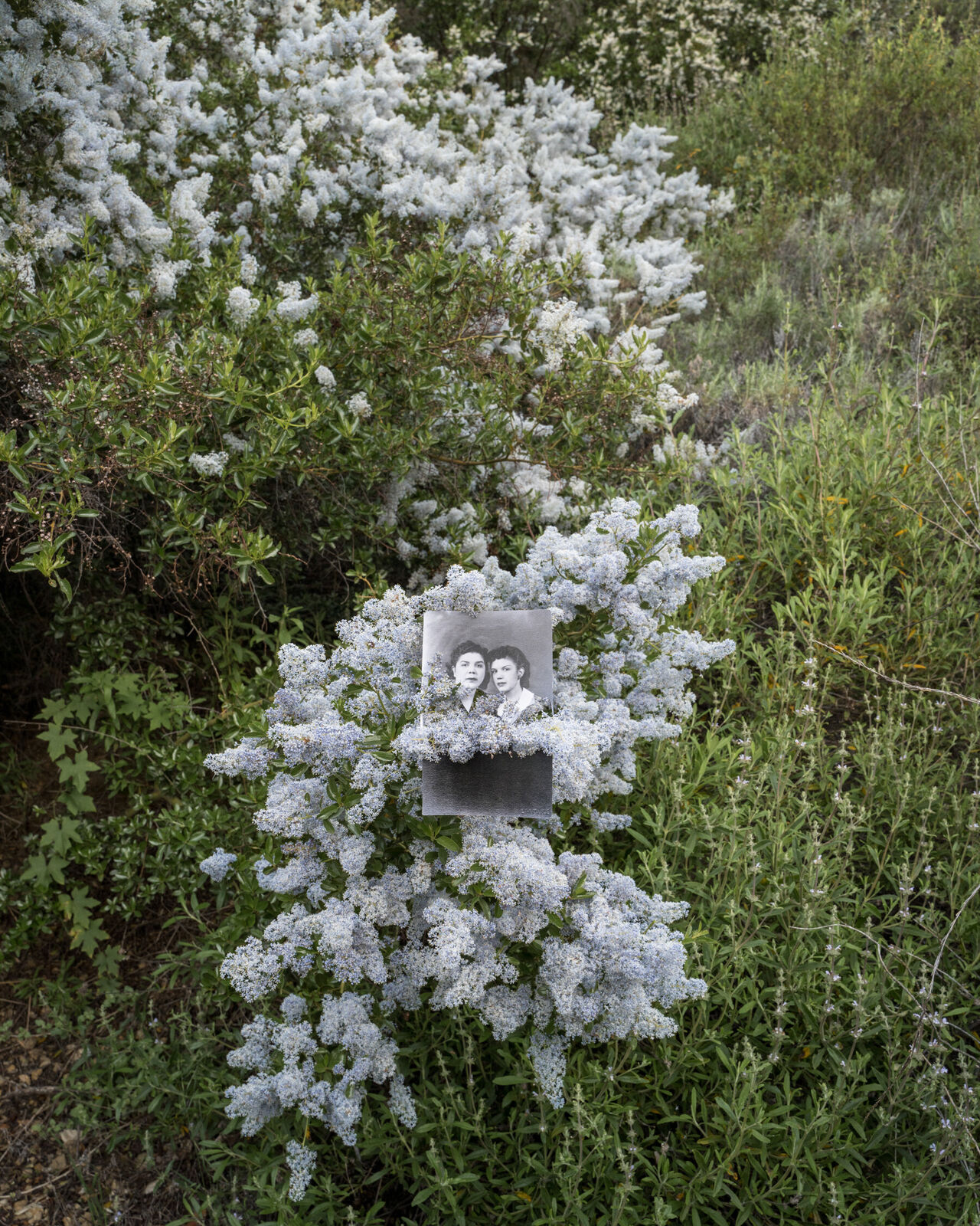 Artwork by Amy Elkins, A Place Where We are in The Sun 01 **Road to Alaxuluxen, Chumash Painted Cave State Historic Park (Wild Lilac), Made of Archival inkjet print on canson platine 