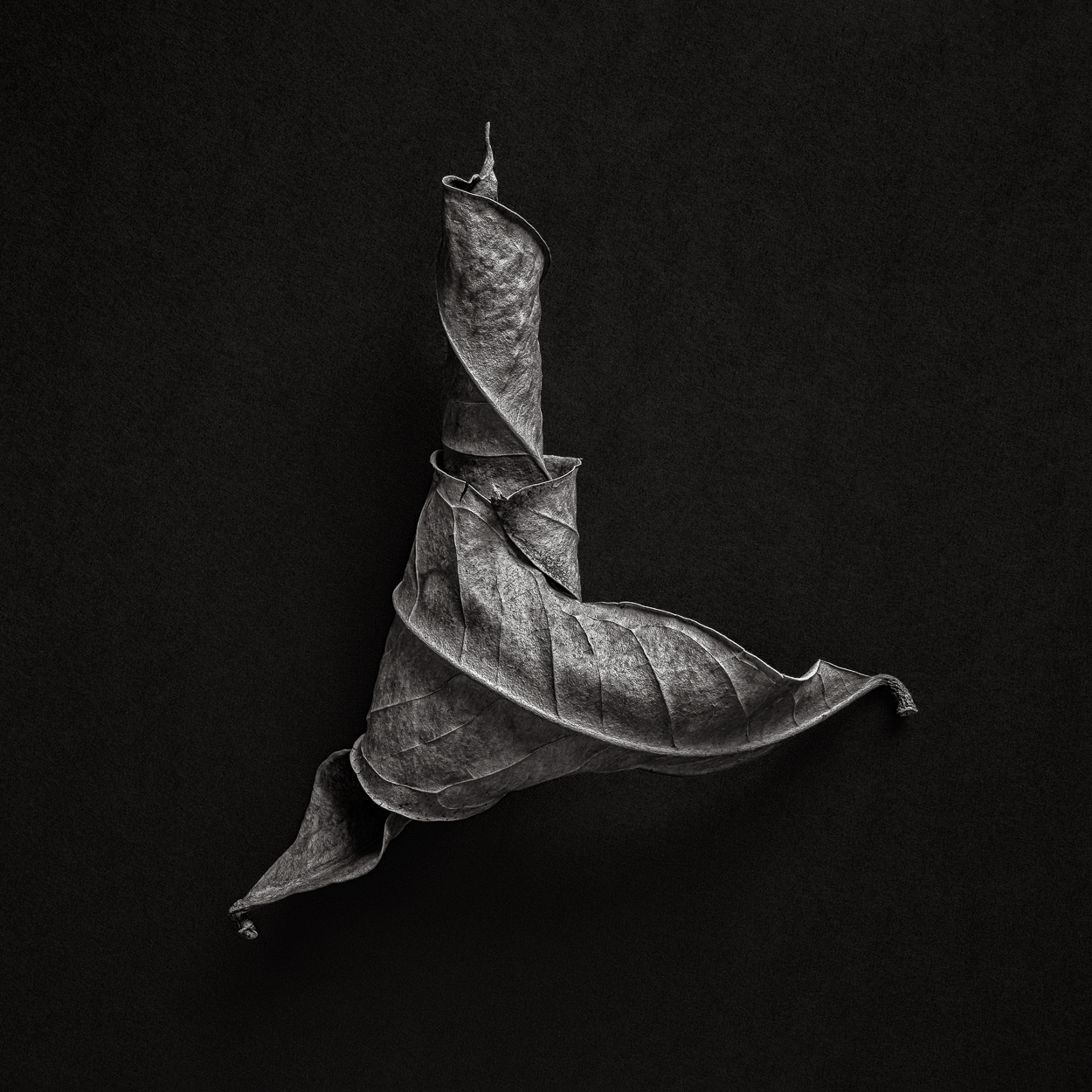 A black and white photo of a leaf on a black background.