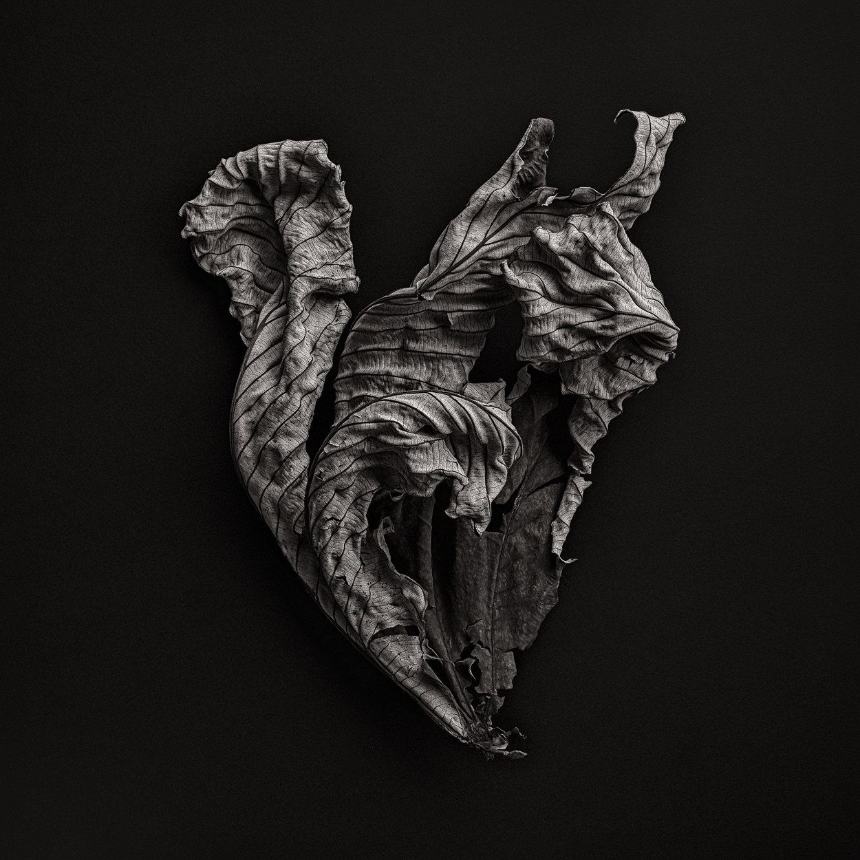A black and white photo of a leaf on a black background.