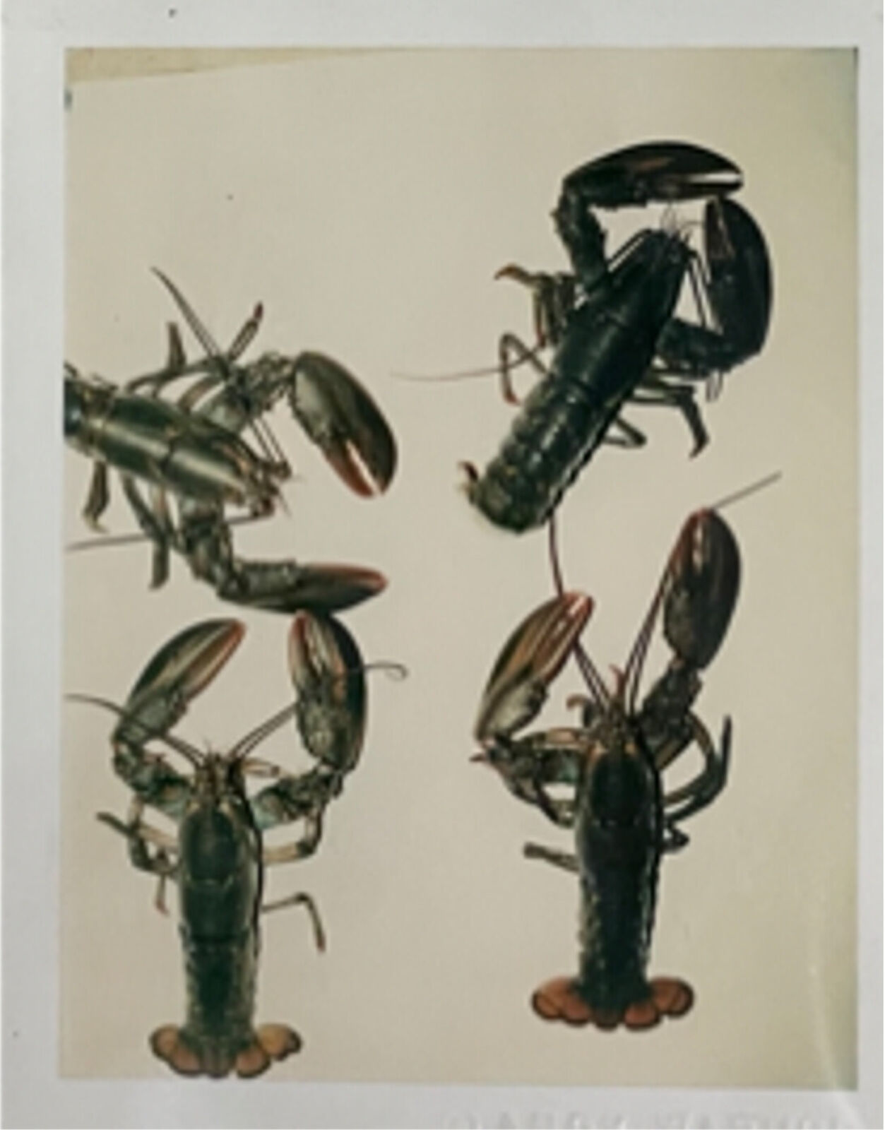 A group of four lobsters on a white background. 