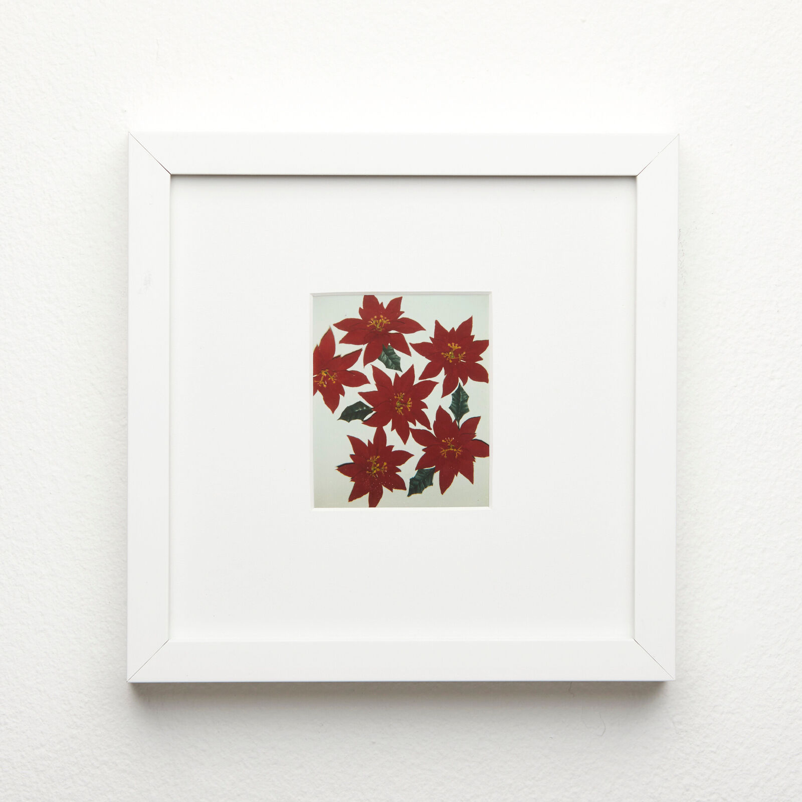 A picture of red poinsettias in a white frame on a wall.