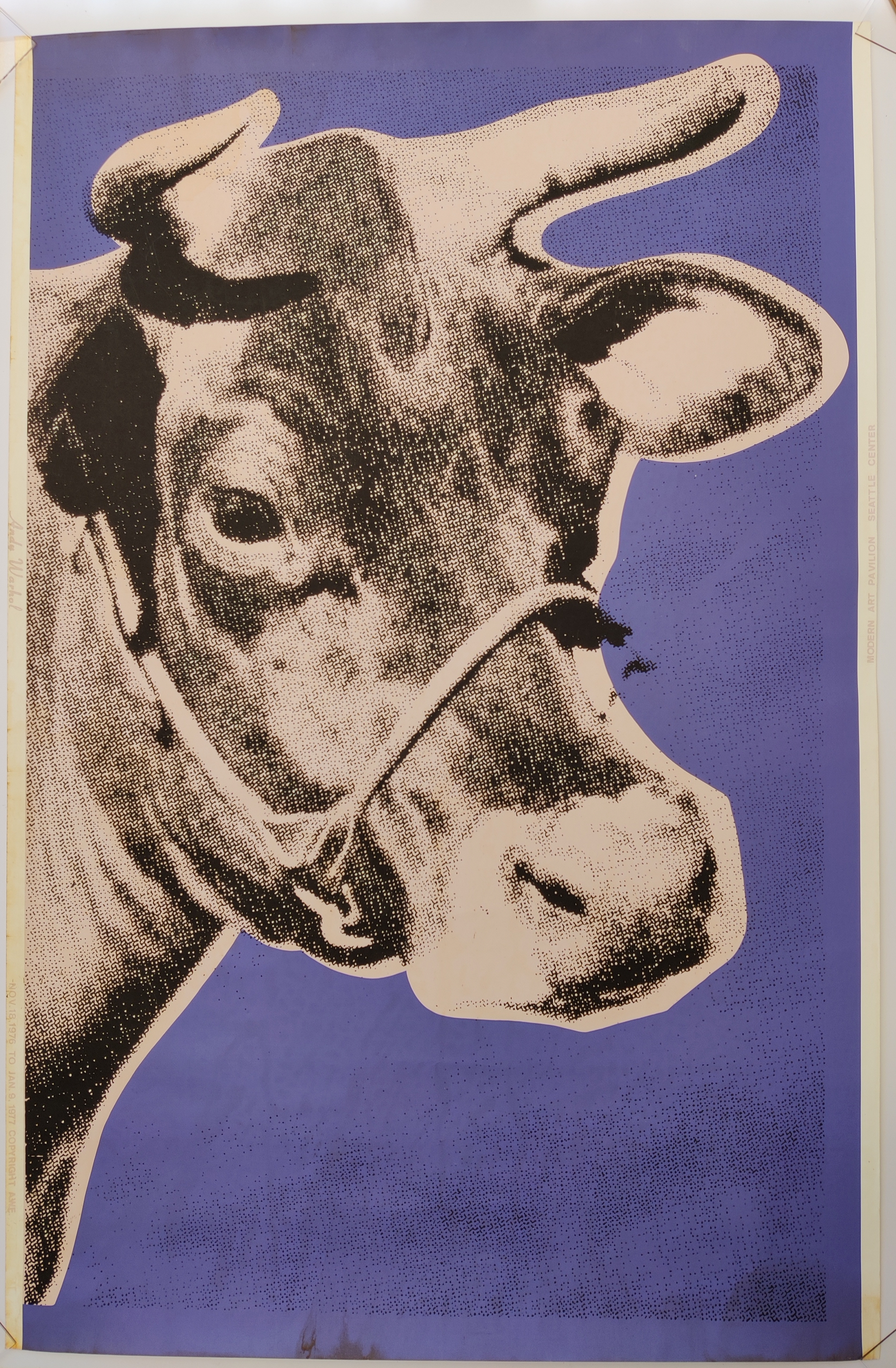 A picture of a cow on a purple background.