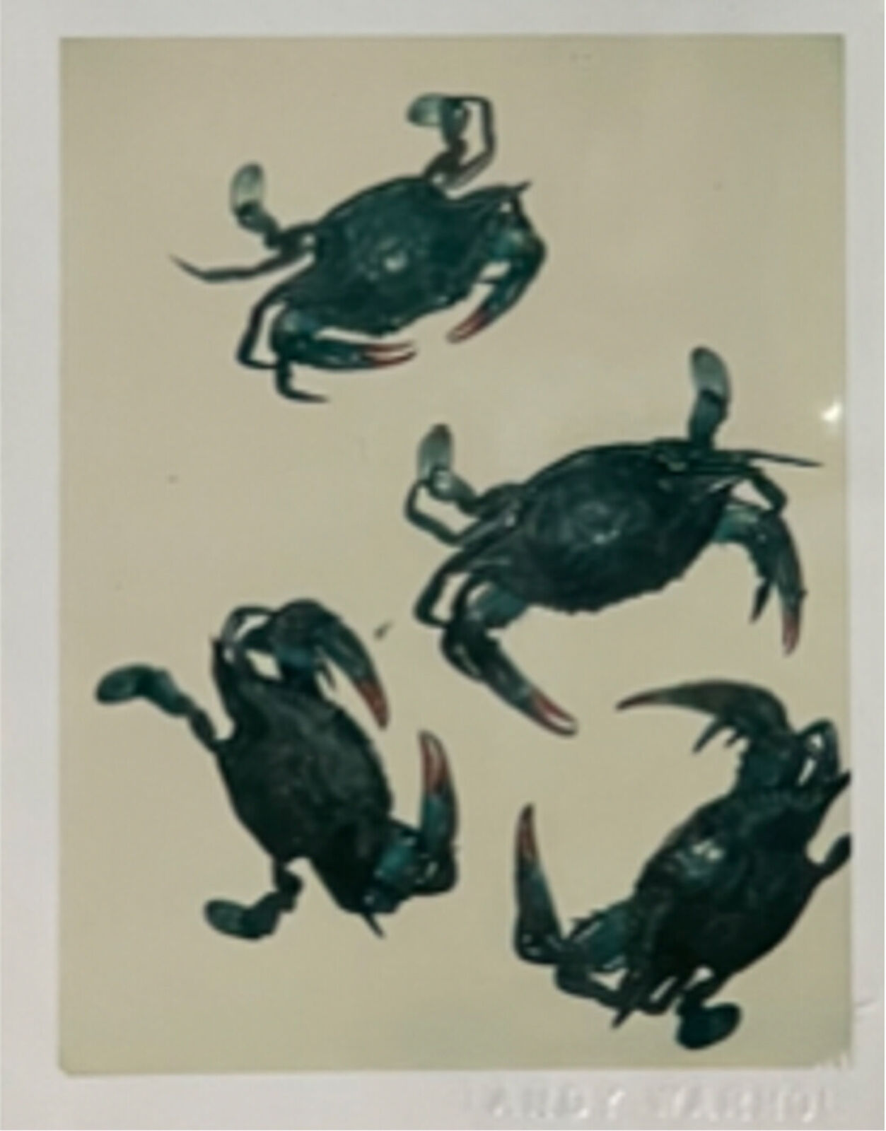 A group of four black crabs on a beige background.
