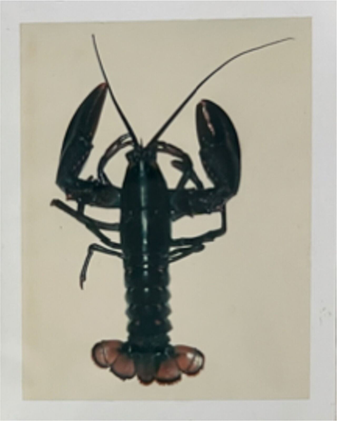A black lobster on a white background. 