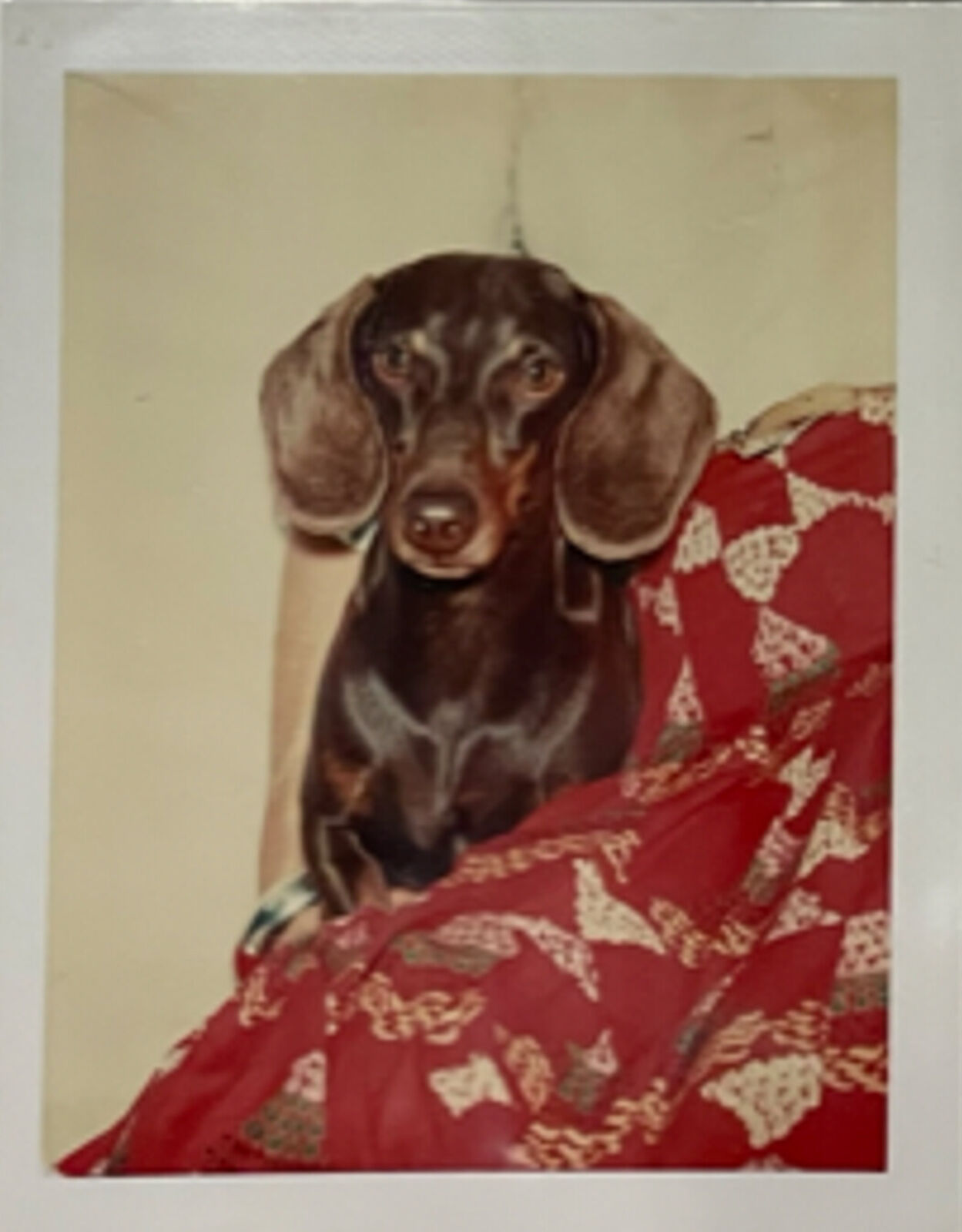A brown and black dog sitting on top of a red blanket.