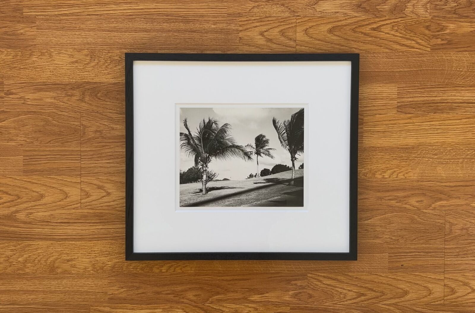 A black and white photo of palm trees on a beach.