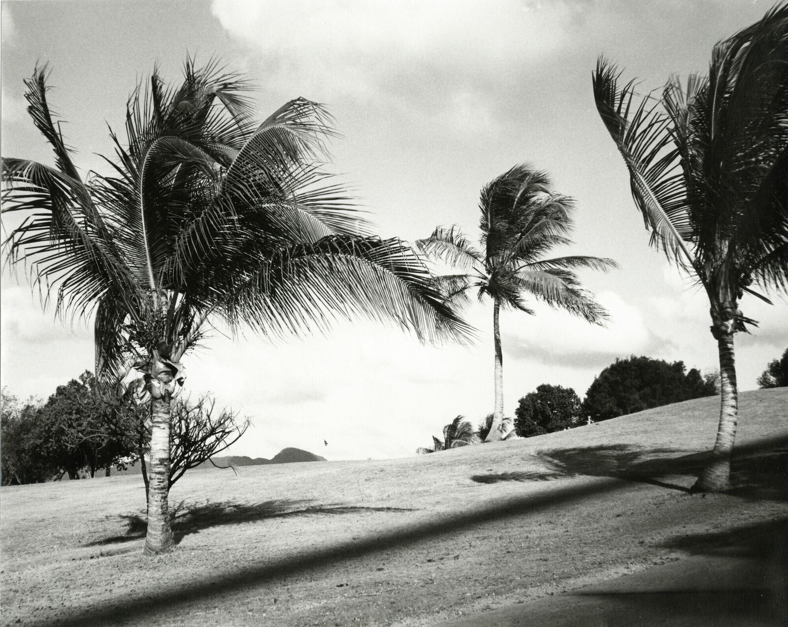 A black and white photo of palm trees on a beach.