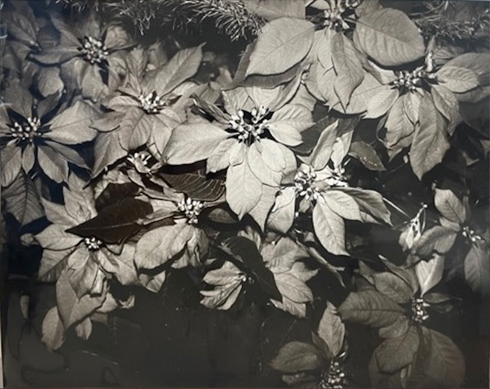 A black and white photo of a bunch of flowers.