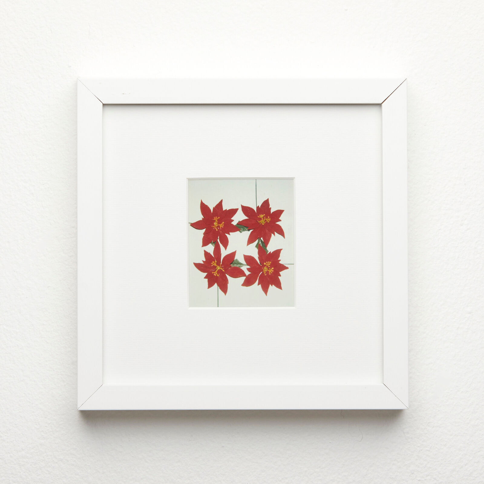 A picture of red poinsettias in a white frame on a wall.