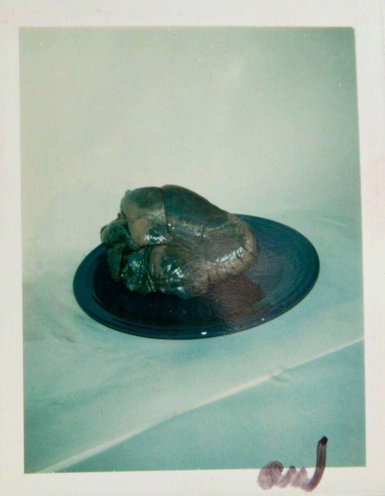 A picture of a turtle on a plate on a table.