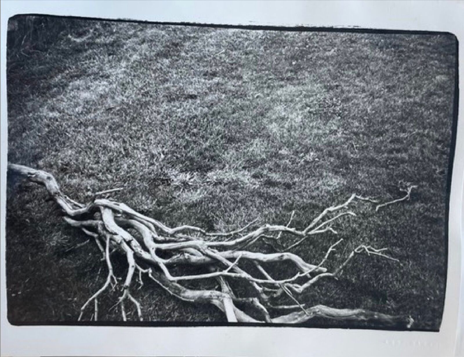 A black and white photo of a dead tree in the grass.