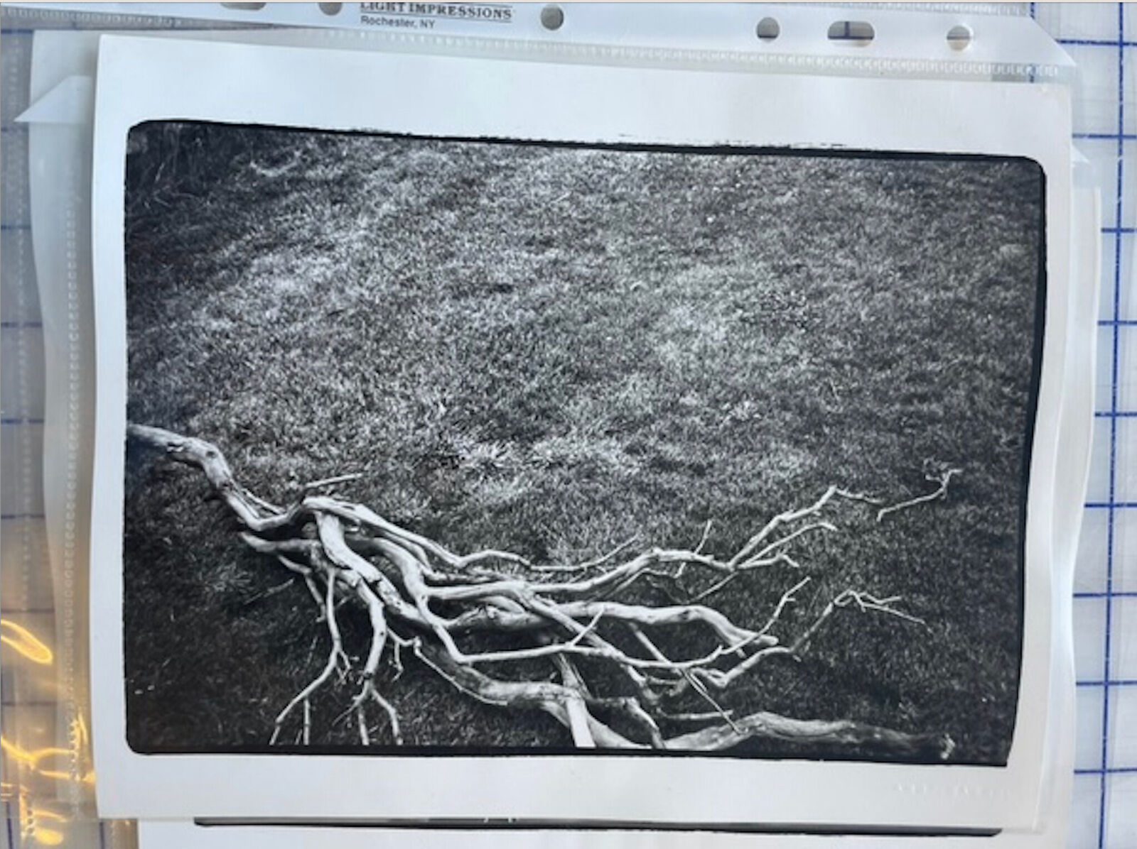 A black and white photo of a dead tree in the grass.