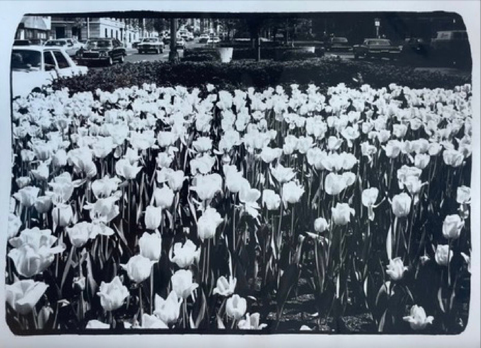 Tulips on Park Ave