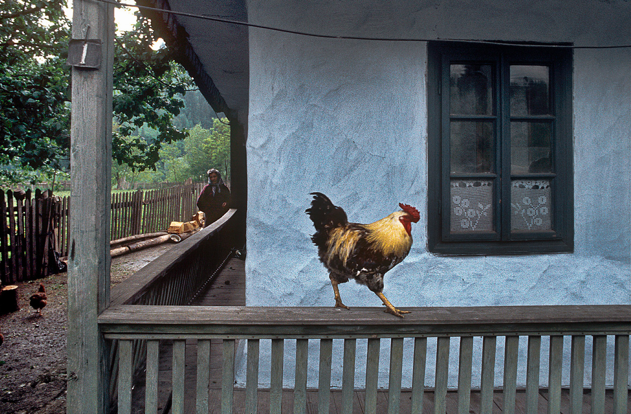 A rooster standing on a porch next to a house.