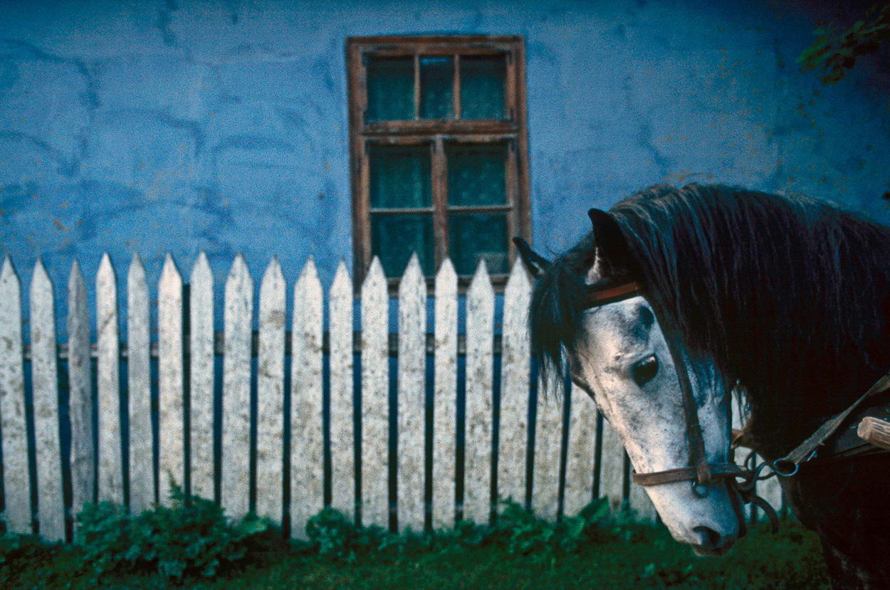 A horse standing in front of a white picket fence.