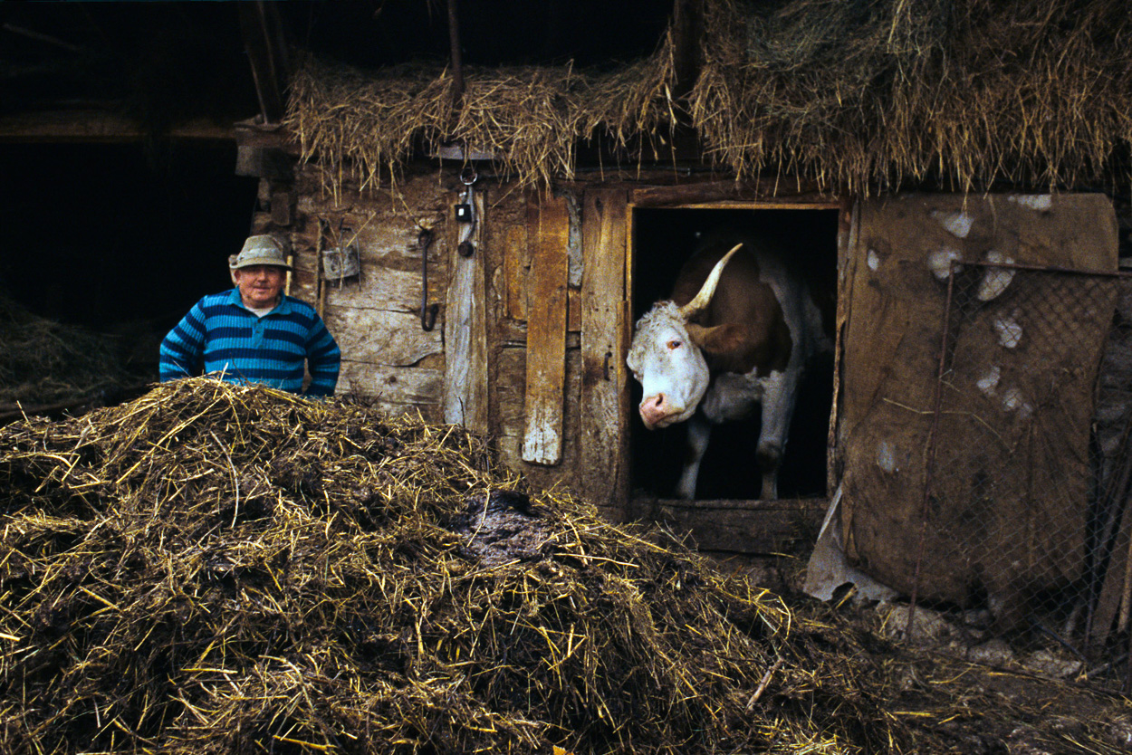 A man standing in a barn next to a cow.