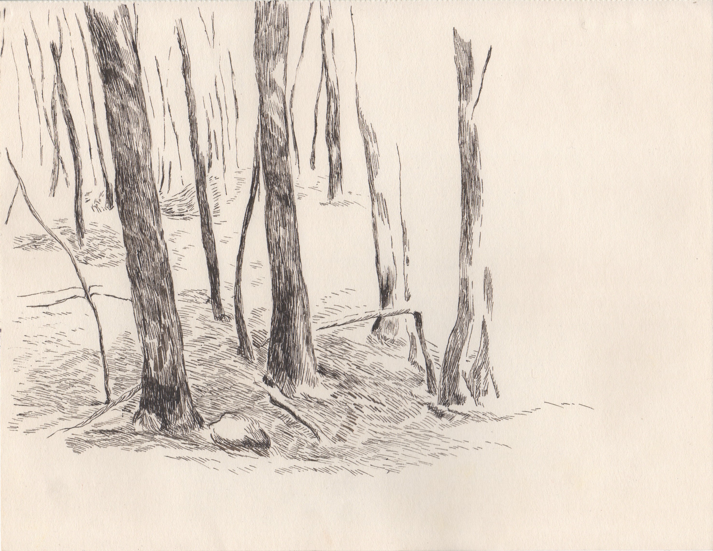 A drawing of trees in a wooded area in the woods.
