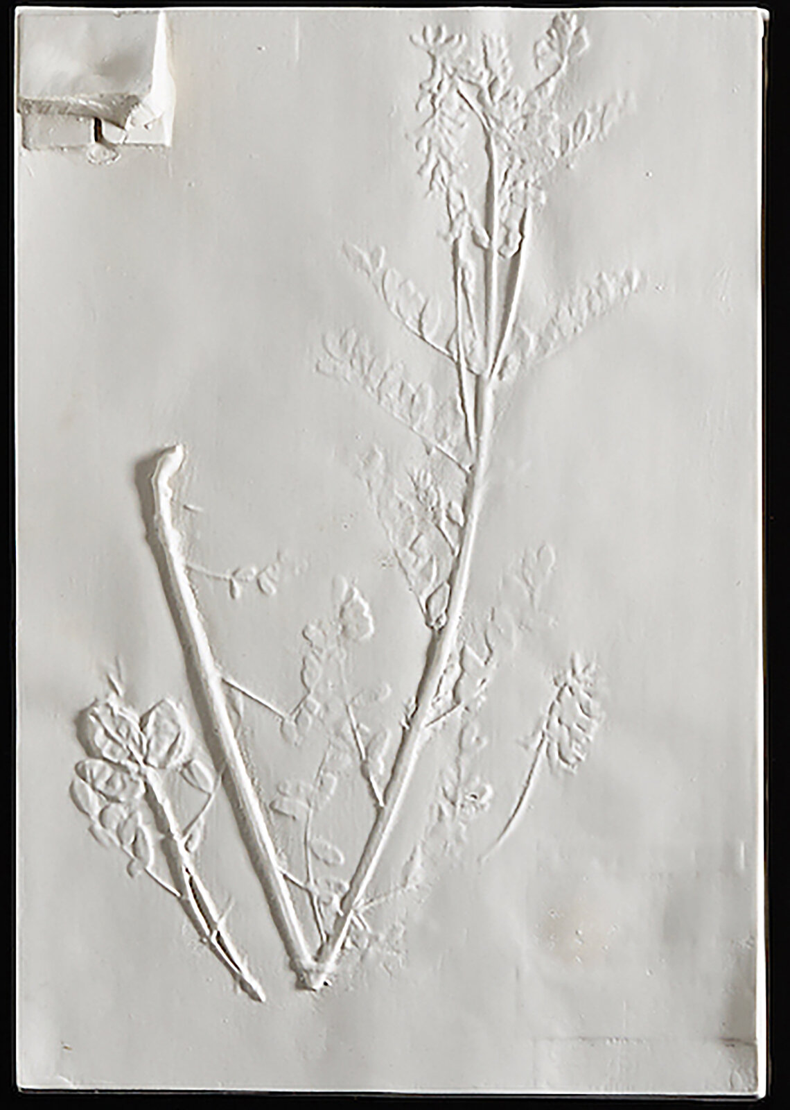 A white relief sculpture of a dried plant with visible stems and leaves.