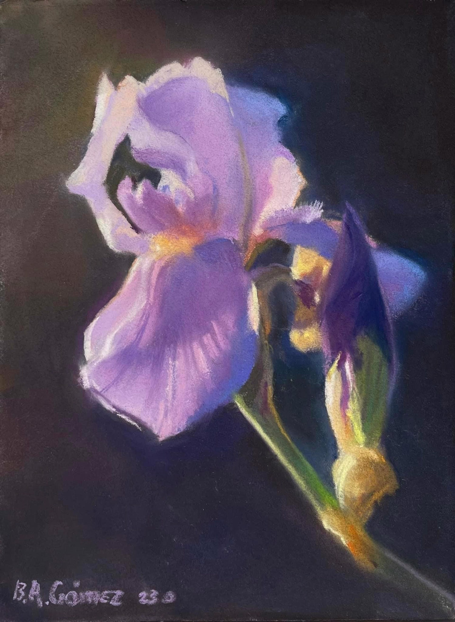 A painting of a purple flower on a black background.