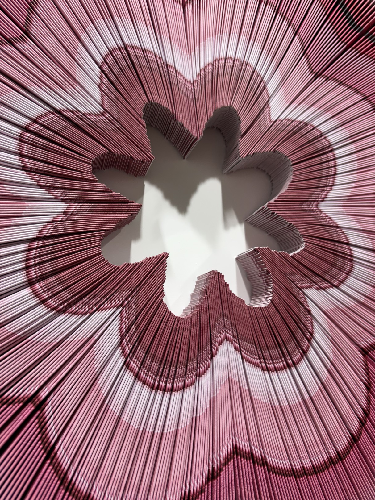 A red and white flower on a white background.