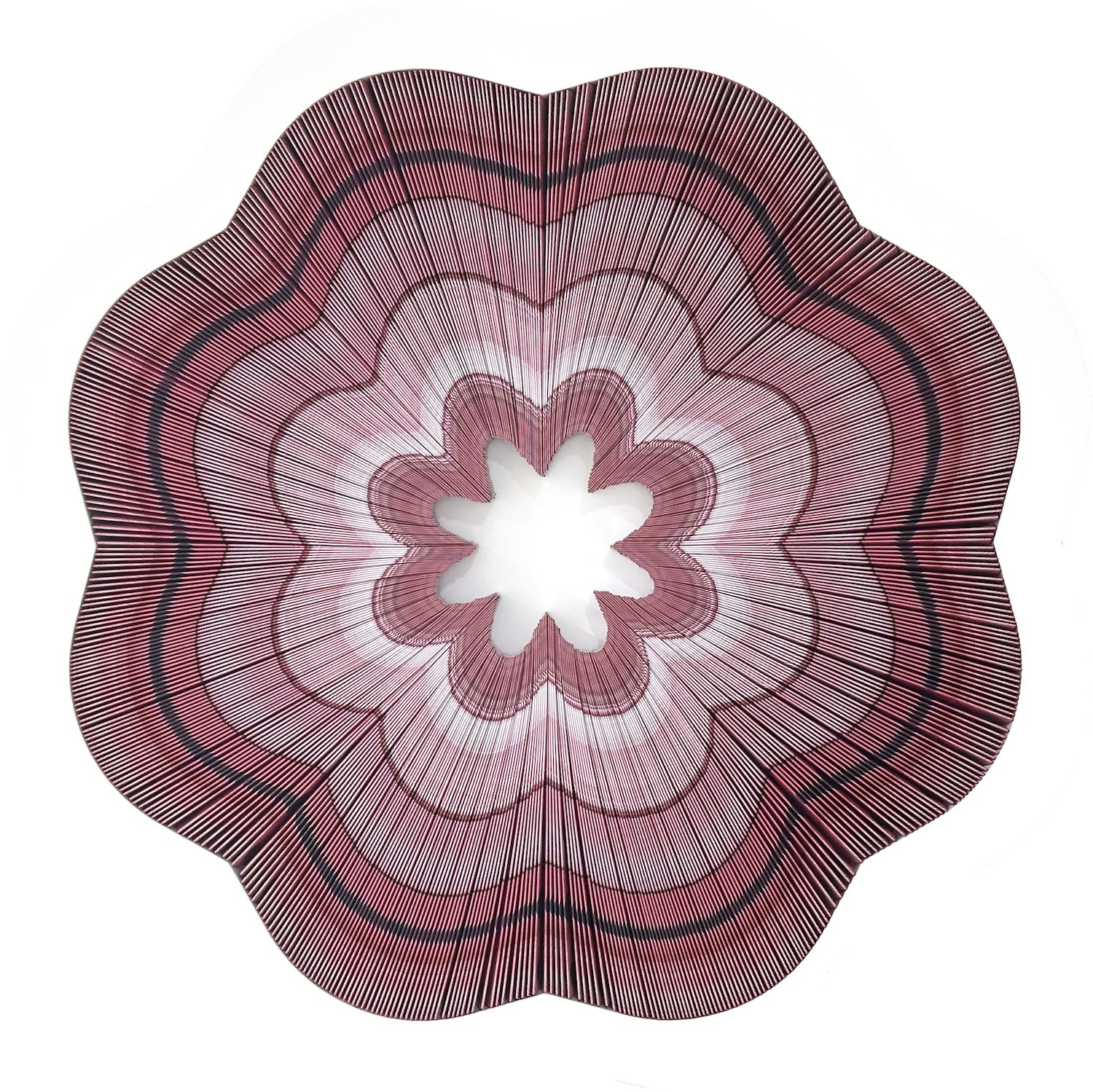 A red and white flower on a white background.