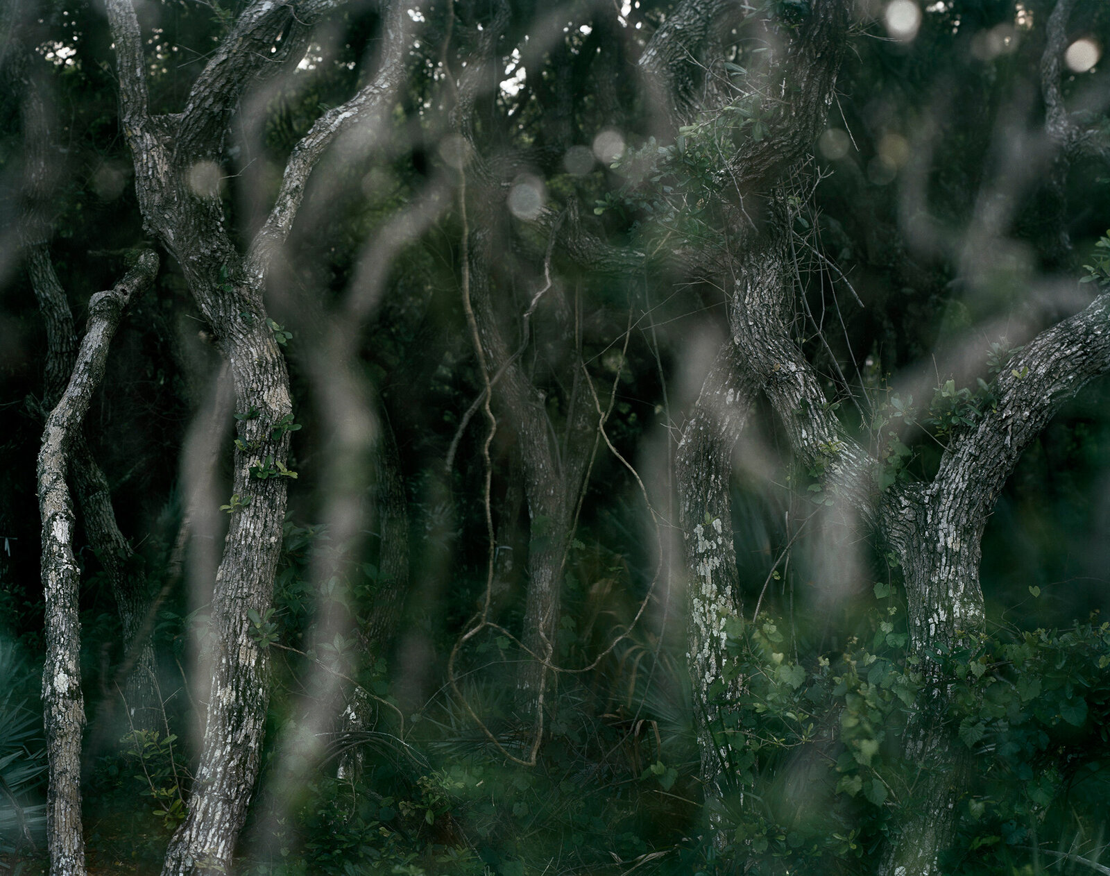 Artwork by Carolyn Monastra, lovely, dark and deep #41, Made of Digital chromogenic print 