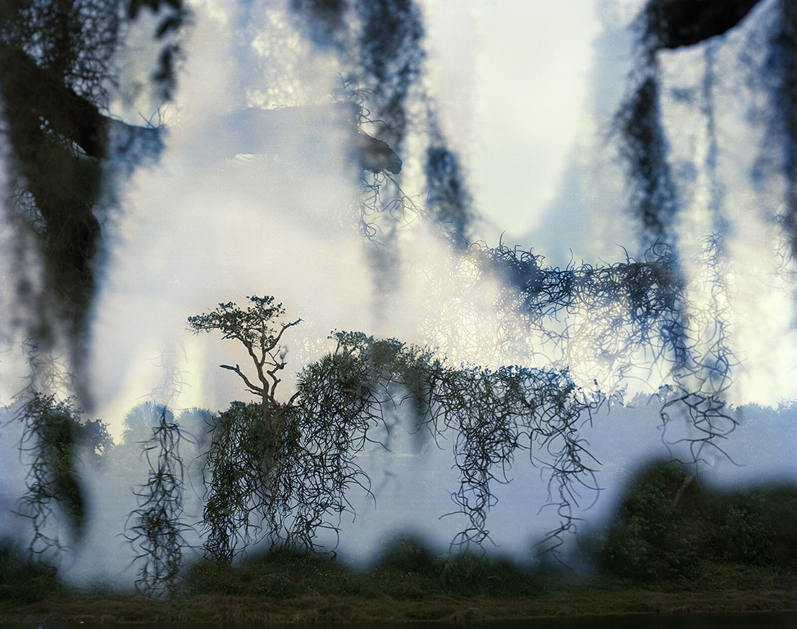 lovely, dark and deep #41 by Carolyn Monastra, 2008