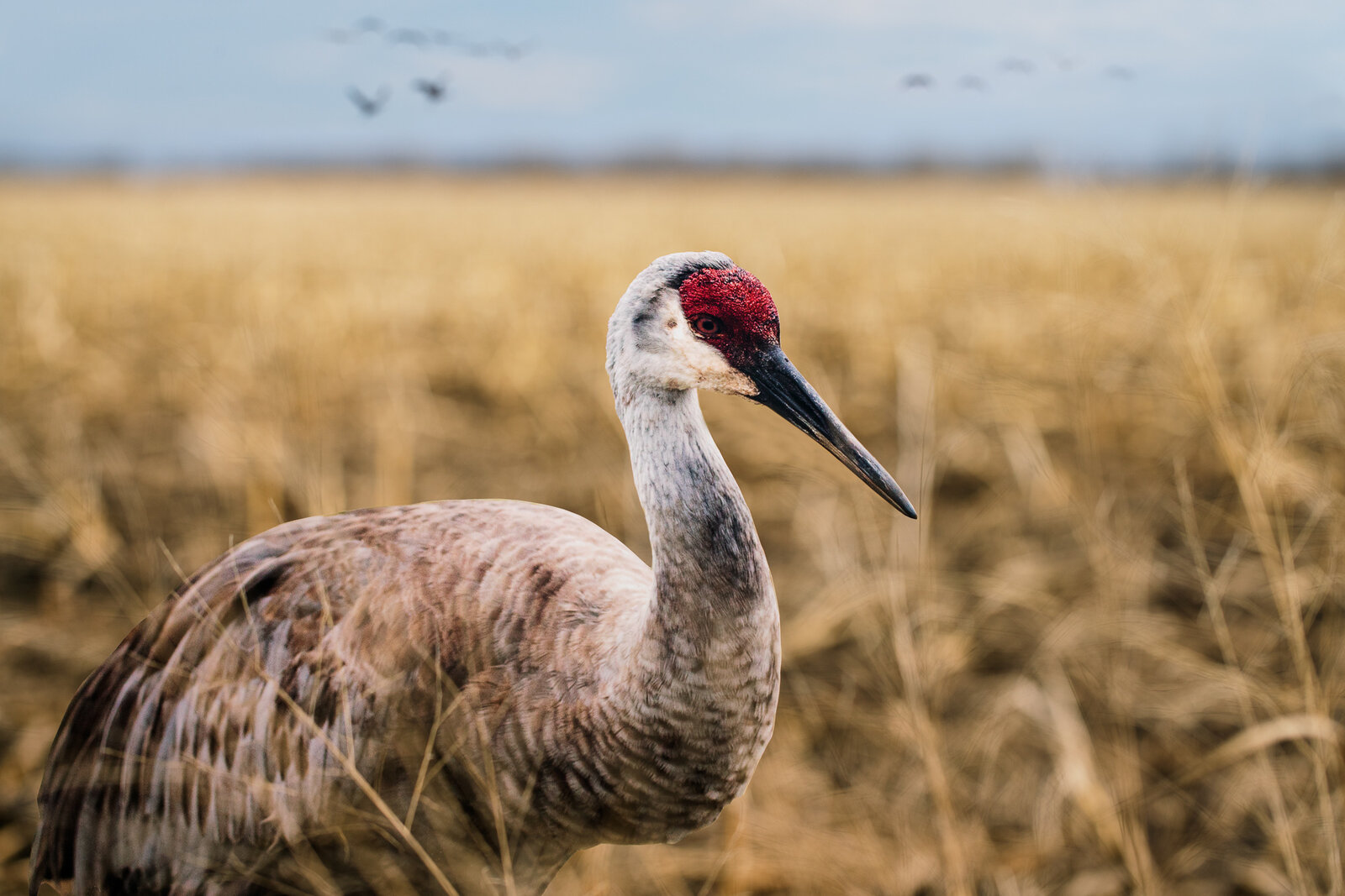 "Sandhill Crane" by Carolyn Monastra, 2019