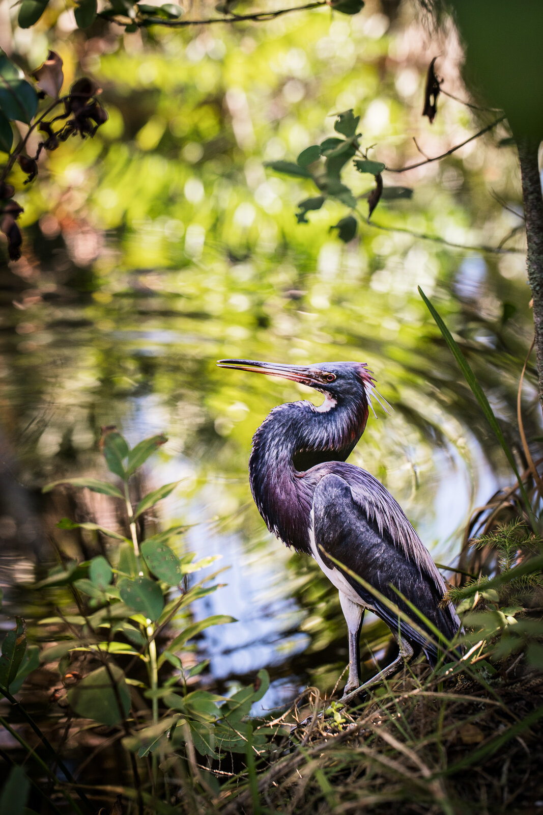 "Tri-colored Heron" by Carolyn Monastra, 2018