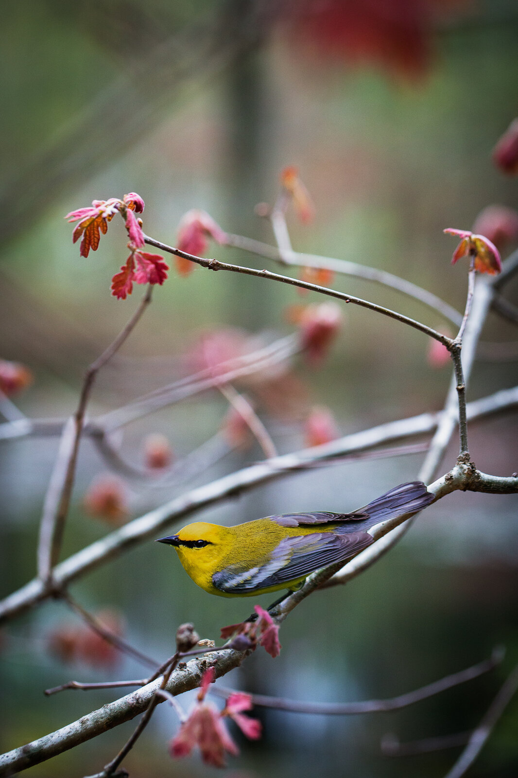 "Blue-winged Warbler" by Carolyn Monastra, 2017