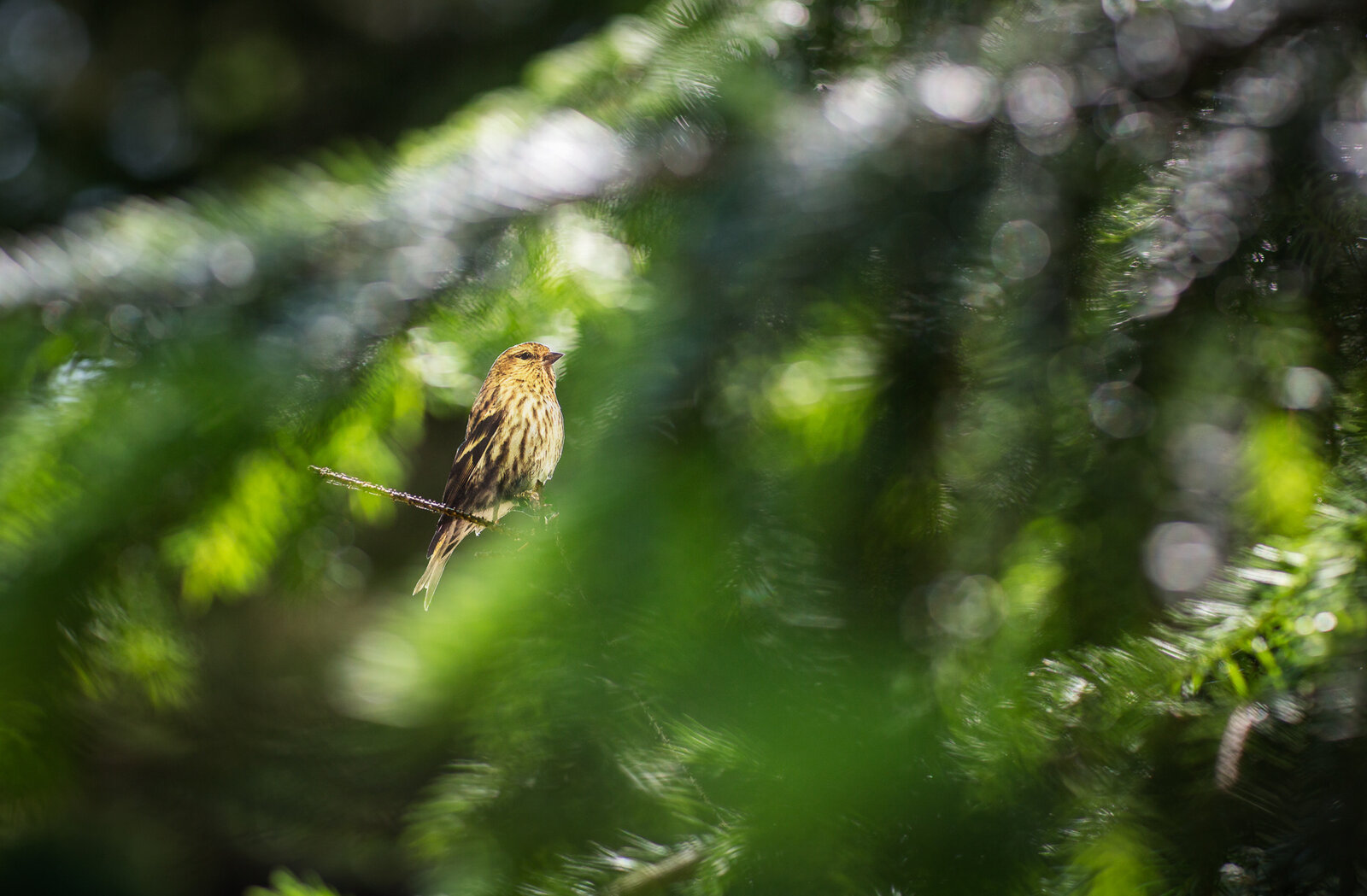 "Pine Siskin" by Carolyn Monastra, 2015