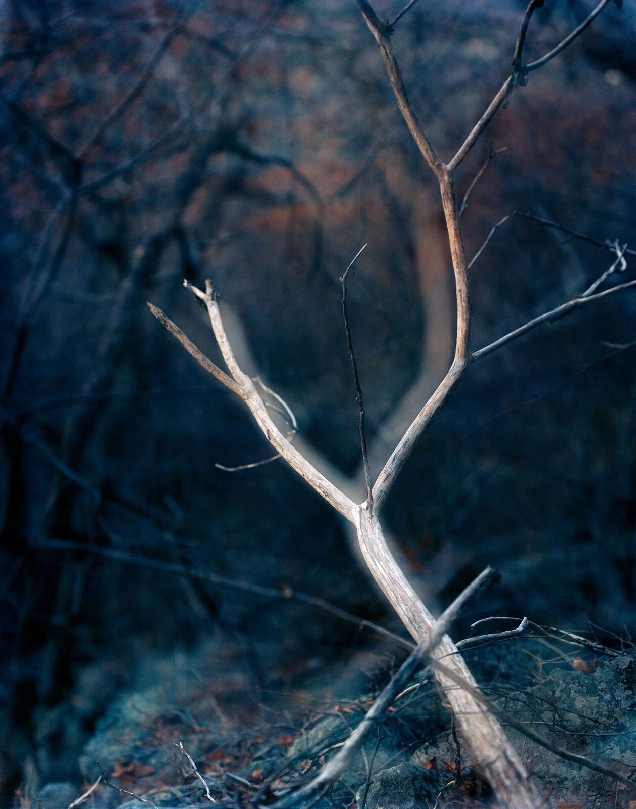 lovely, dark and deep #6 by Carolyn Monastra, 2006