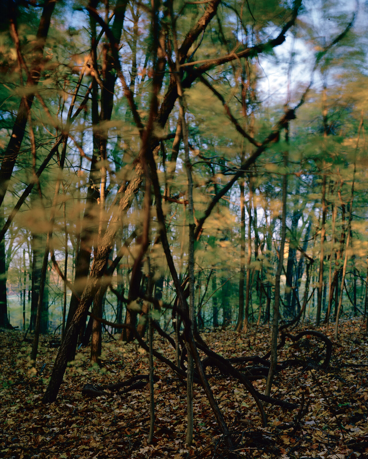 lovely, dark and deep #30 by Carolyn Monastra, 2008