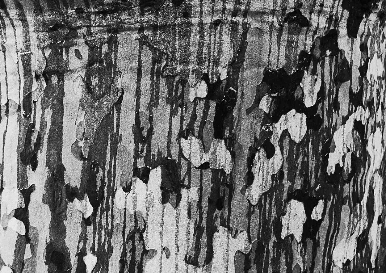 Bark #1 by Charles Brabin, 2019