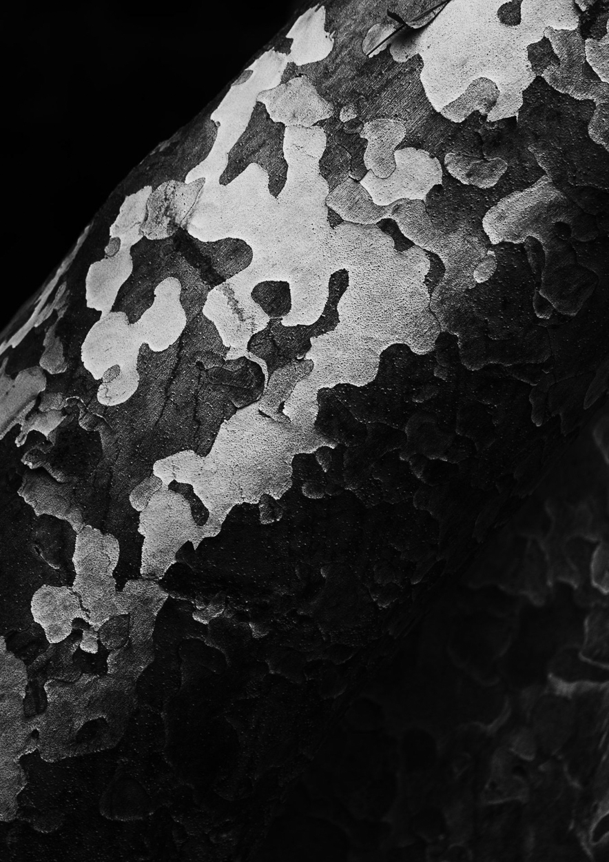 A black and white photo of a tree trunk.