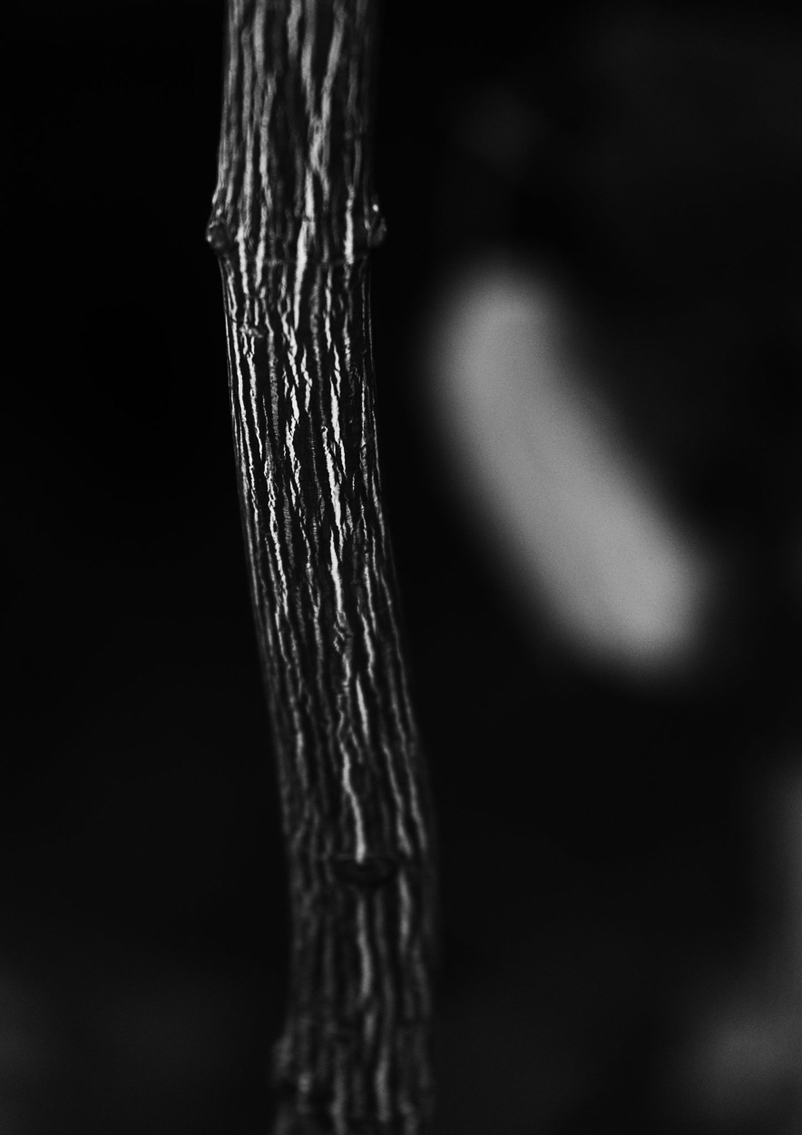 Bark #3 by Charles Brabin, 2018