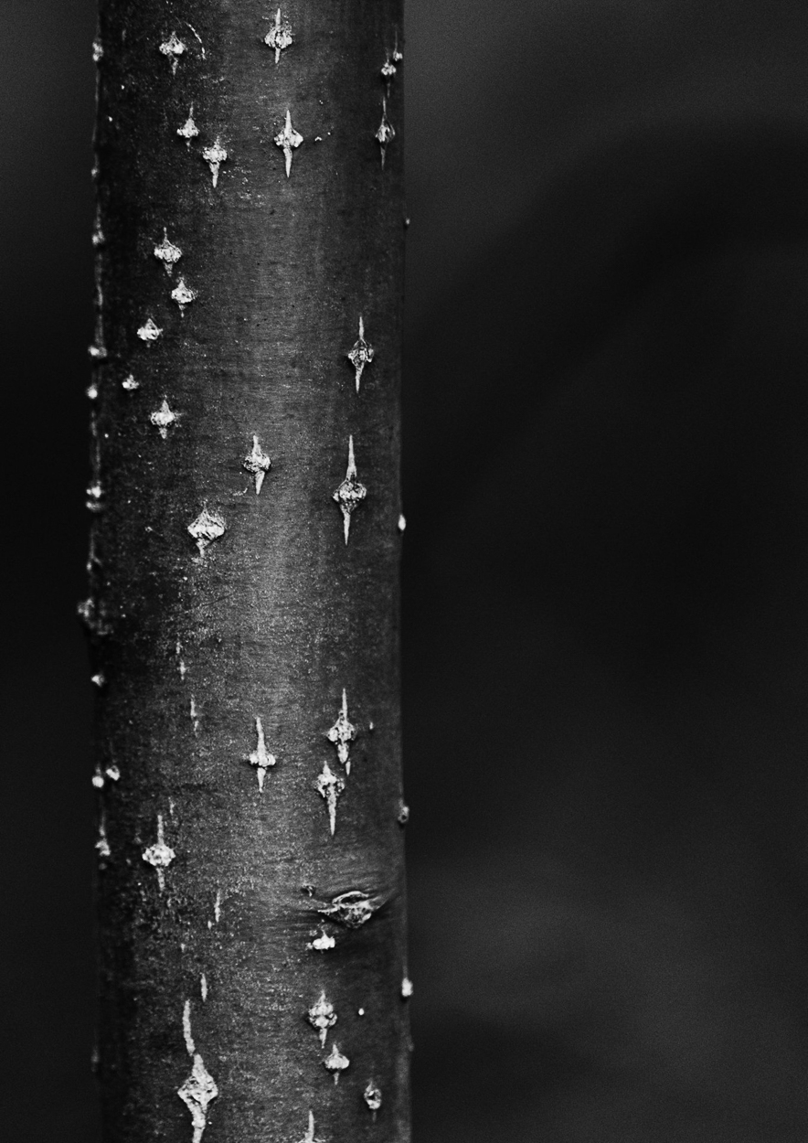 A black and white photo of a tree trunk.