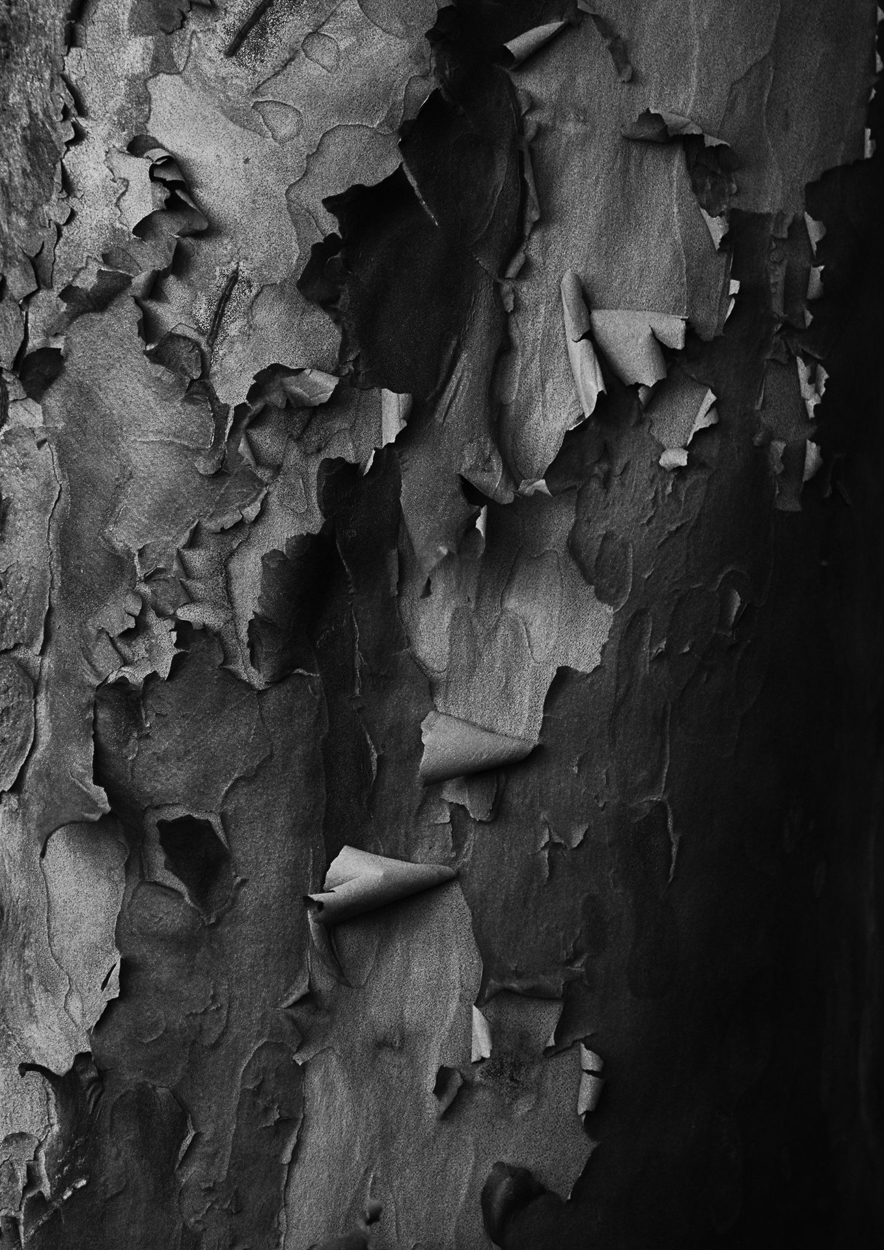 A black and white photo of peeling paint on a tree.