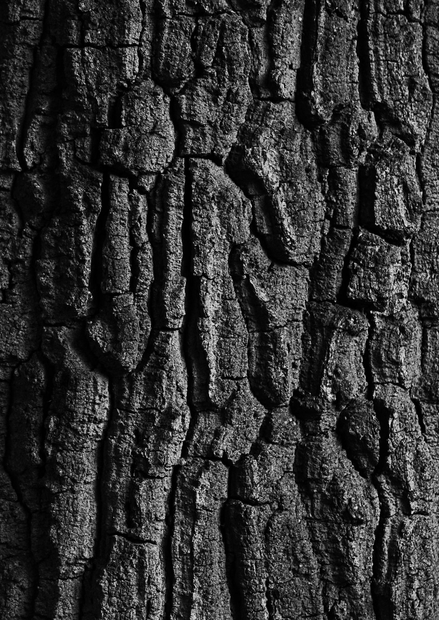 A black and white photo of the bark of a tree.