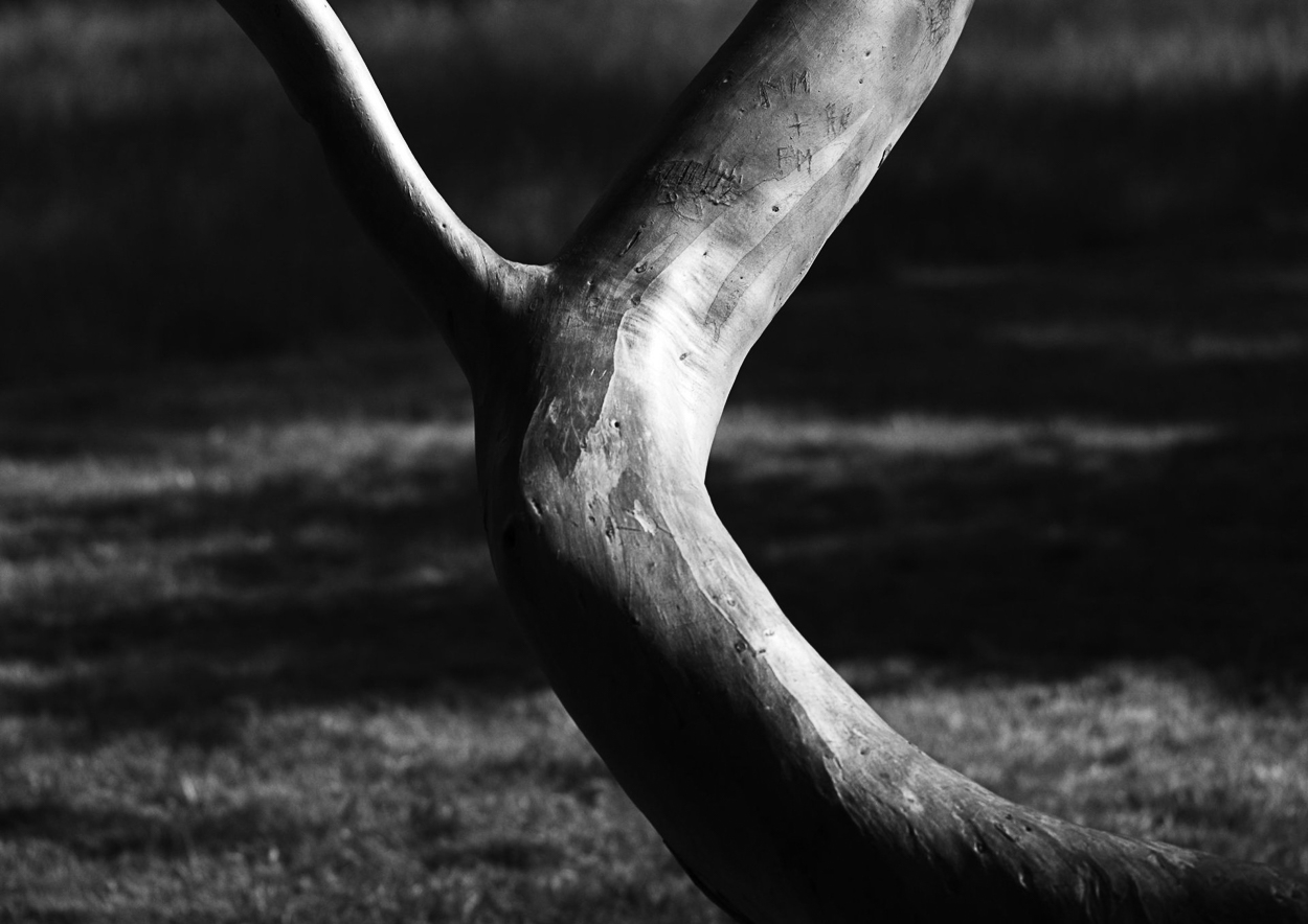 Bark #8 by Charles Brabin, null