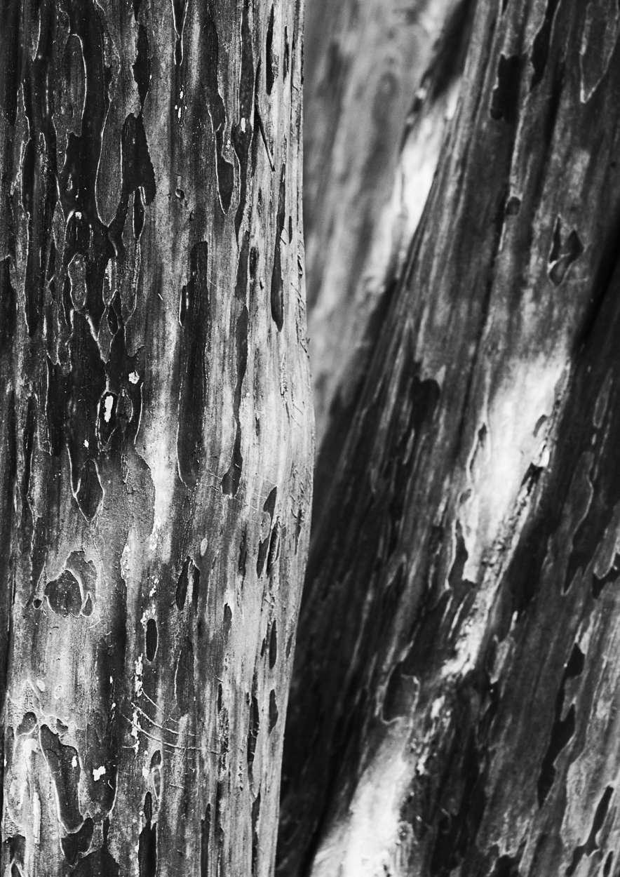 Artwork by Charles Brabin, Bark #9, Made of Pigment Print 