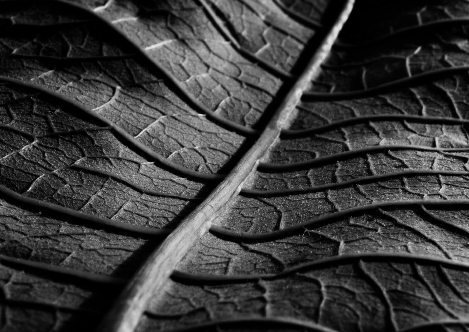 Leaf Veins I by Charles Brabin, 2014