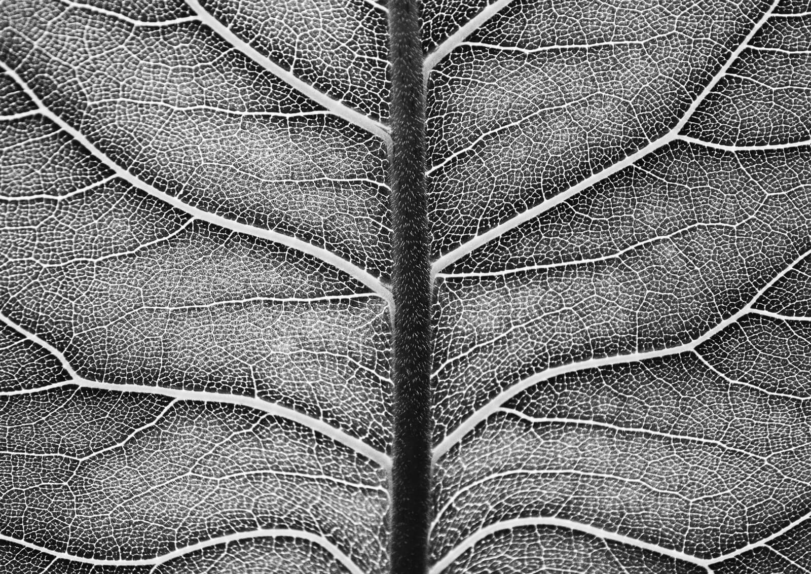 A black and white photo of a leaf.